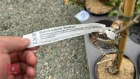 3 MIXED CHINESE SHRUBS - 4