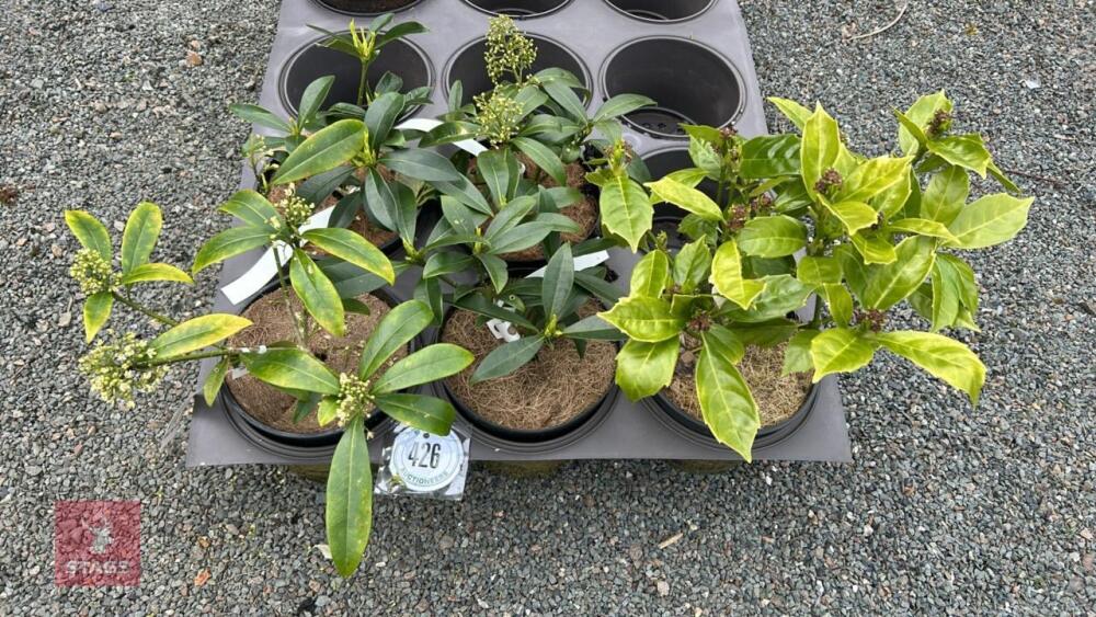 5 MIXED EVERGREEN SHRUBS