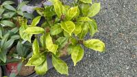5 MIXED EVERGREEN SHRUBS - 2
