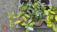 5 MIXED EVERGREEN SHRUBS - 3