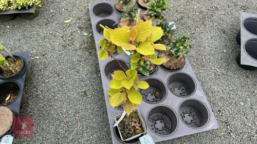 1 ACTINIDIA DELICIOSA 'JENNY' KIWI FRUIT