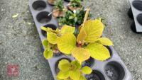 1 ACTINIDIA DELICIOSA 'JENNY' KIWI FRUIT - 2