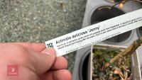 1 ACTINIDIA DELICIOSA 'JENNY' KIWI FRUIT - 4