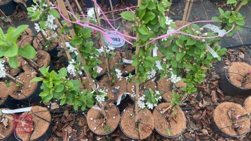 3 MALUS X ROBUSTA RED SENTINEL APPLE
