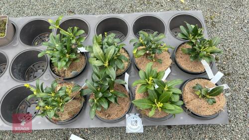 8 SKIMMIA JAPONICA 'WAKEHURST WHITE'