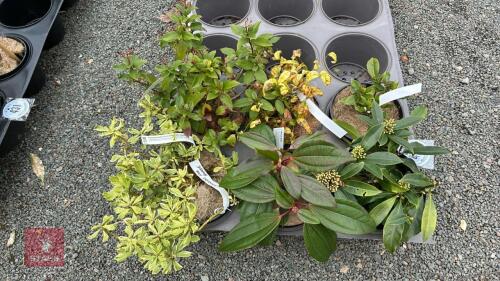 6 MIXED SHRUBS