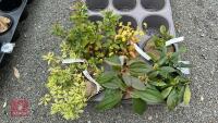 6 MIXED SHRUBS