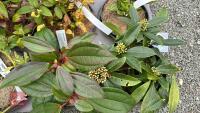 6 MIXED SHRUBS - 2