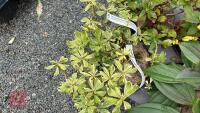 6 MIXED SHRUBS - 3