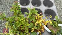6 MIXED SHRUBS - 4