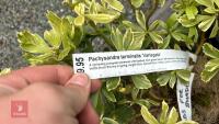 6 MIXED SHRUBS - 6