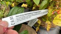 6 MIXED SHRUBS - 8