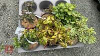 6 MIXED SHRUBS