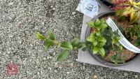 6 MIXED SHRUBS - 2