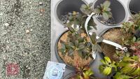 6 MIXED SHRUBS - 3