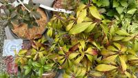 6 MIXED SHRUBS - 4