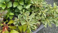 6 MIXED SHRUBS - 5