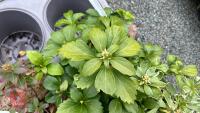 6 MIXED SHRUBS - 6