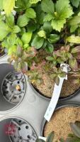 6 MIXED SHRUBS - 7
