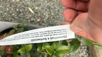 6 MIXED SHRUBS - 8