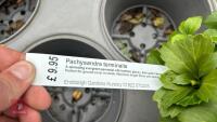 6 MIXED SHRUBS - 10