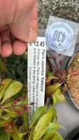 6 MIXED SHRUBS - 11
