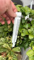 6 MIXED SHRUBS - 12