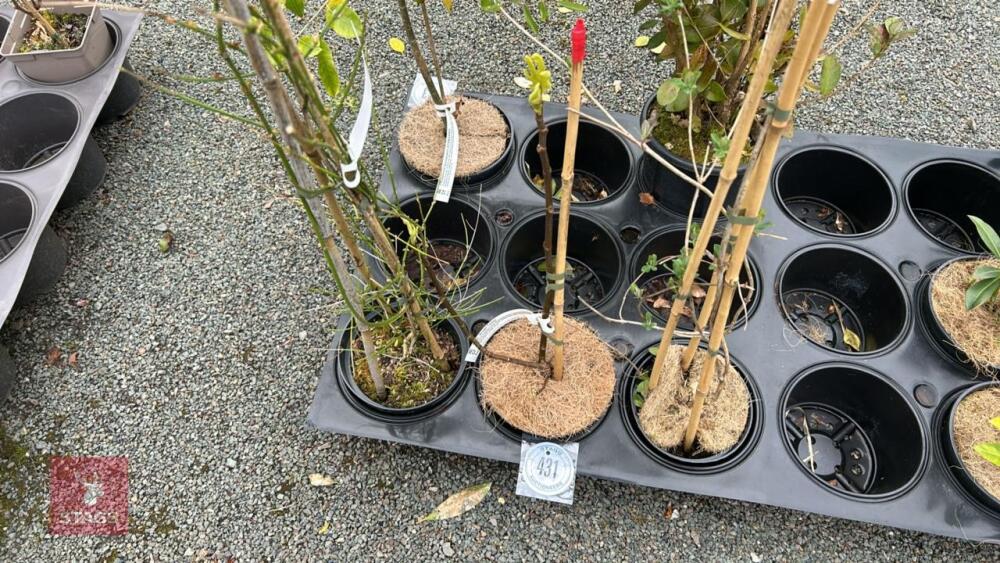 3 MIXED SHRUBS