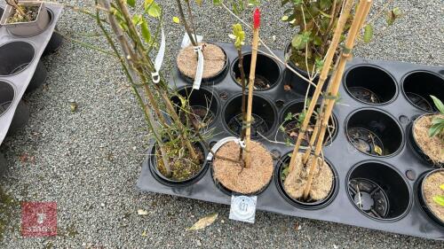 3 MIXED SHRUBS