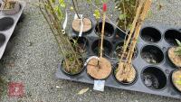 3 MIXED SHRUBS