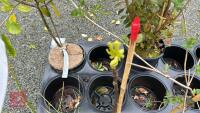 3 MIXED SHRUBS - 2