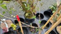 3 MIXED SHRUBS - 3
