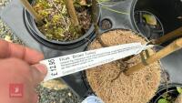 3 MIXED SHRUBS - 7