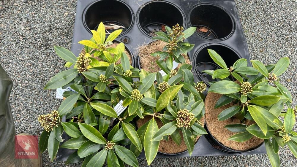 5 SKIMMIA JAPONICA REEVESIANA SHRUBS