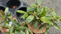 5 SKIMMIA JAPONICA REEVESIANA SHRUBS - 2