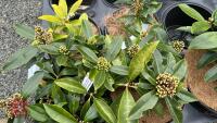 5 SKIMMIA JAPONICA REEVESIANA SHRUBS - 3