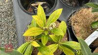 5 SKIMMIA JAPONICA REEVESIANA SHRUBS - 4
