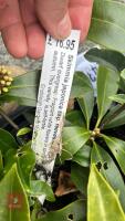5 SKIMMIA JAPONICA REEVESIANA SHRUBS - 5