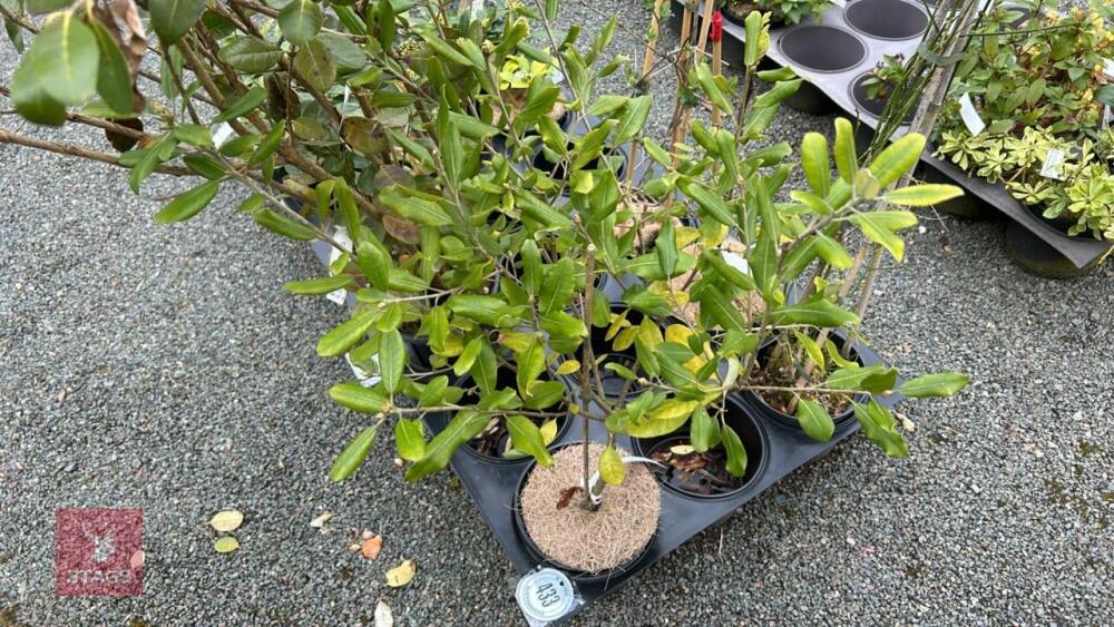 1 PITTOSPORUM BUCHANANII HEDGING PLANT