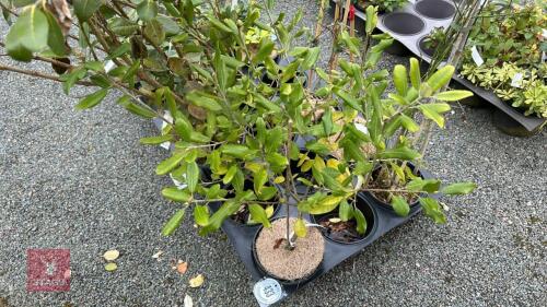 1 PITTOSPORUM BUCHANANII HEDGING PLANT