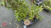 1 PITTOSPORUM BUCHANANII HEDGING PLANT