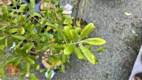 1 PITTOSPORUM BUCHANANII HEDGING PLANT - 2
