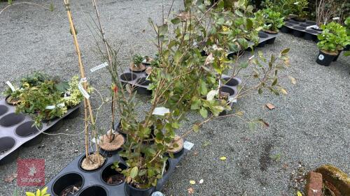 1 FEIJOA SELLOWIANA EVERGREEN SHRUB
