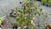 1 FEIJOA SELLOWIANA EVERGREEN SHRUB - 4