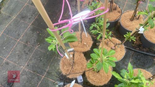 2 MALUS 'JOHN DOWNIE' APPLE TREES