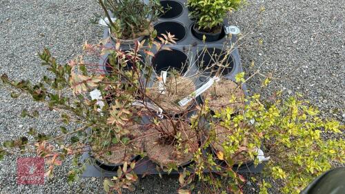 5 MIXED SHRUBS