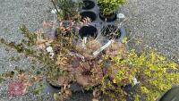 5 MIXED SHRUBS