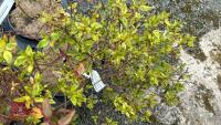 5 MIXED SHRUBS - 2