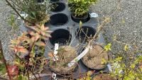 5 MIXED SHRUBS - 3