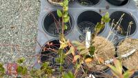 5 MIXED SHRUBS - 5